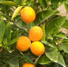 Bergamot (5ml)