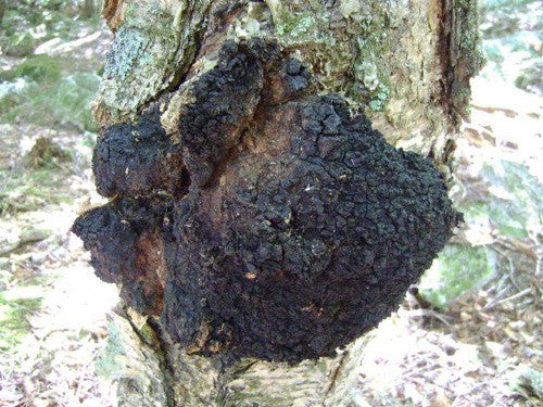 Chaga Mushroom Powder (130g)