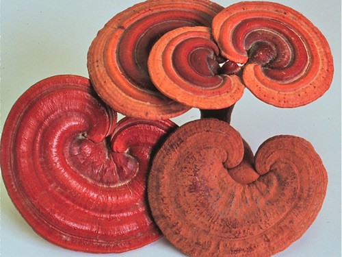Reishi Mushroom Powder (130g)