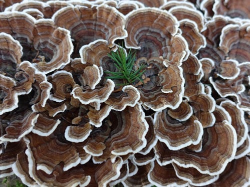 Turkey Tail Mushroom Powder (130g)