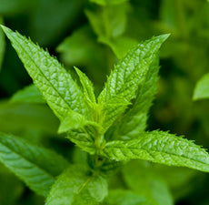 Peppermint (5ml)