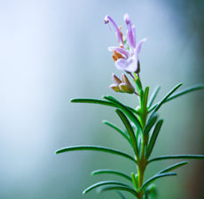 Rosemary (5ml)