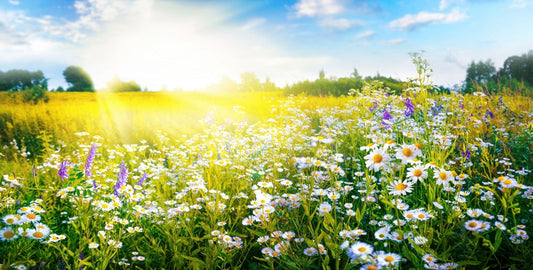 Morning Herbal Rituals for Energy and Focus