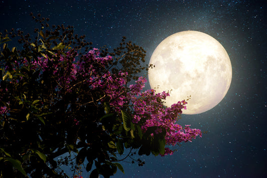 Evening Herbal Rituals for Rest and Relaxation