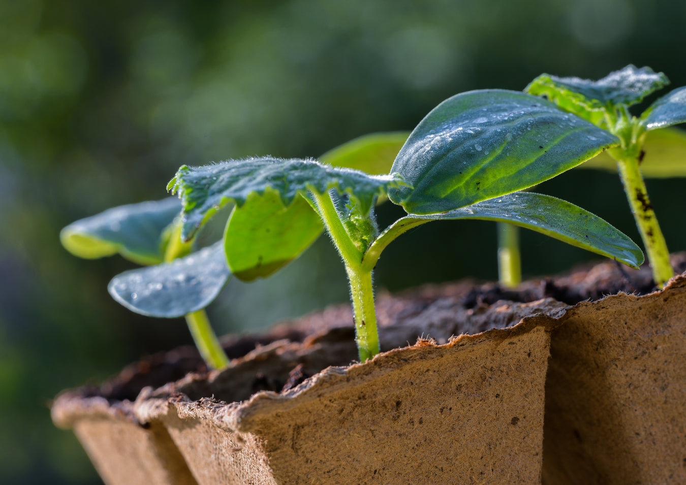 Microgreen Supplies