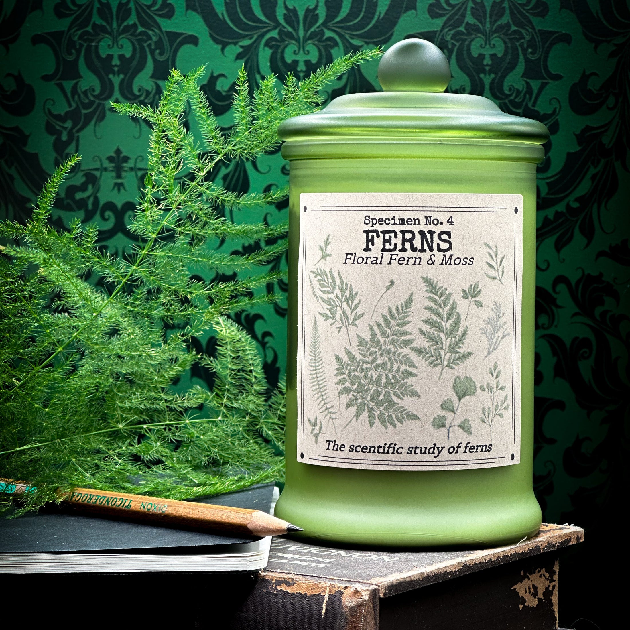 Ferns