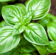 Basil (5ml)