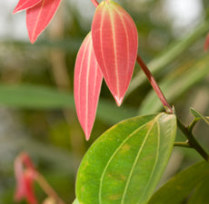 Cinnamon Leaf (5ml)