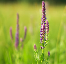 Clary Sage (5ml)