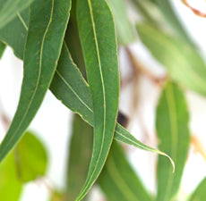 Eucalyptus (5ml)