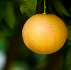 Grapefruit (5ml)