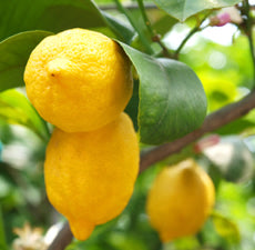 Lemon (5ml)
