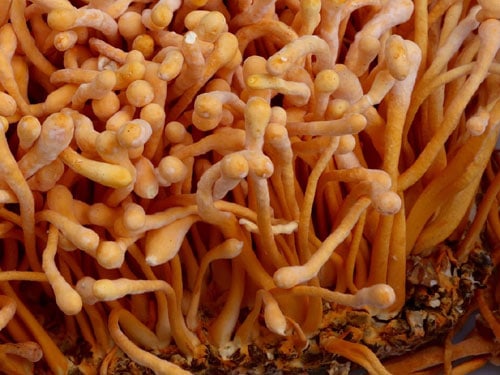 Cordyceps Mushroom Powder (130g)