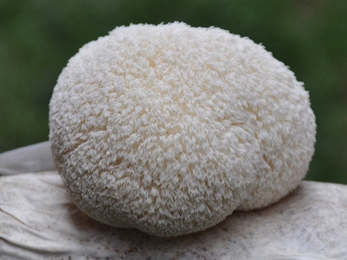 Lion’s Mane Mushroom Powder (130g)