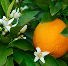 Neroli (5ml)