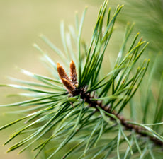 Pine Scotch (5ml)