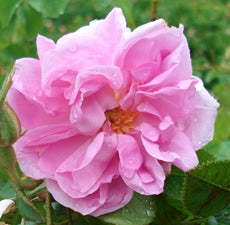 Rose (5ml)