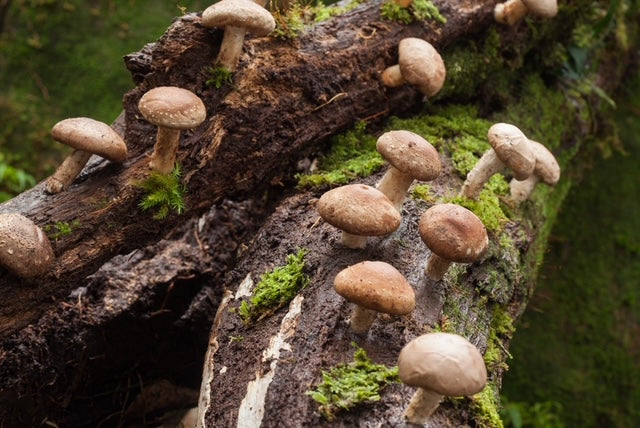 Shiitake Mushroom Powder (130g)