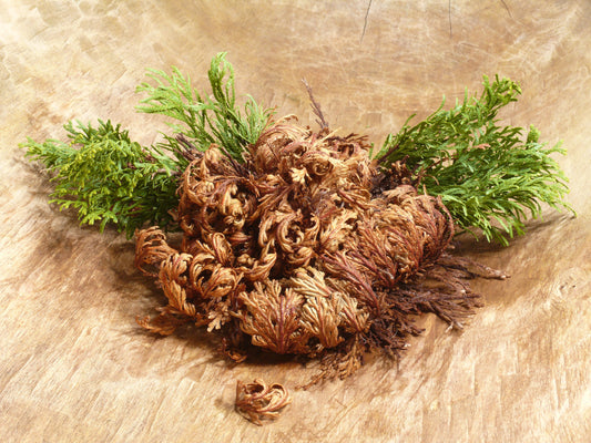 Rose of Jericho