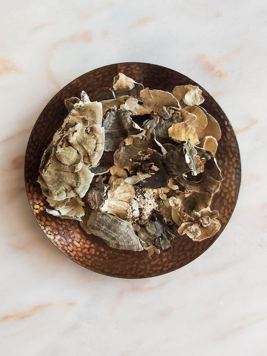 Turkey Tail