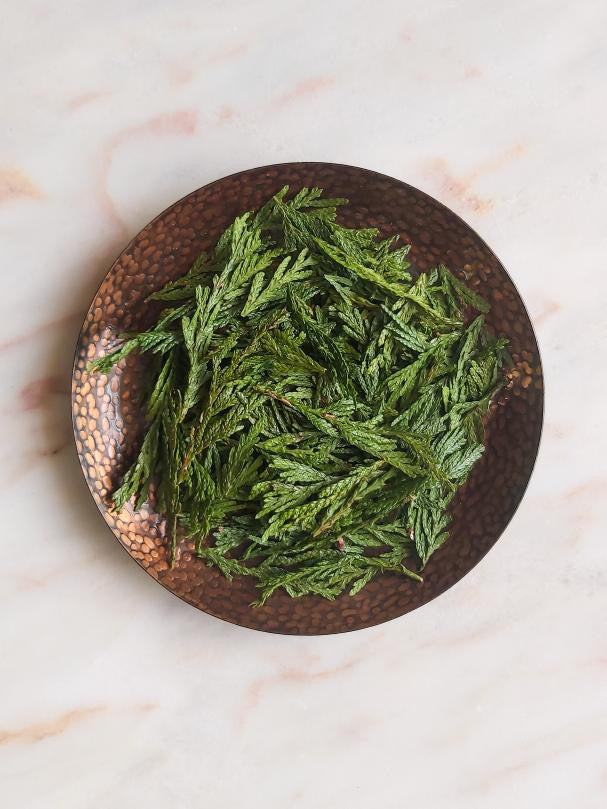 Cedar Tips – Herbal Apothecary
